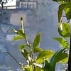 Sentiero dei Limoni - 10 Maggio 2026